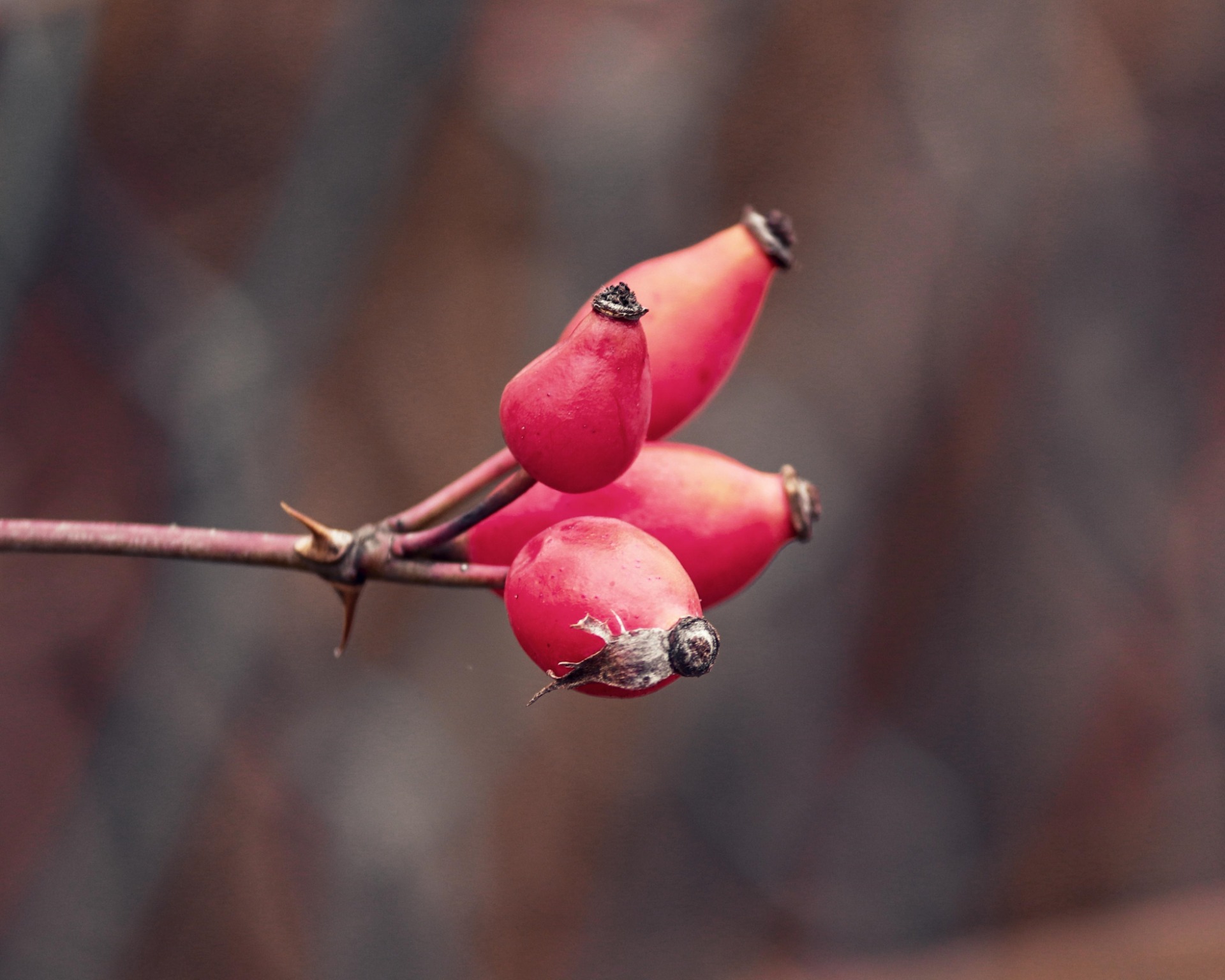Umwelttipp: Natürliches Vogelfutter Umwelttipp: Natürliches Vogelfutter