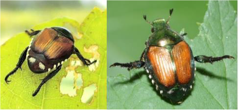 Bild: Adulter Japankäfer. Autor: C. Schweizer, Agroscope