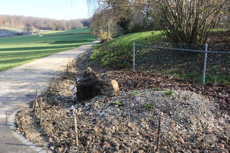 Dieser feuchte Graben mit Hochstaudenflur in Bachnähe wird wasserliebenden Arten Lebensraum bieten