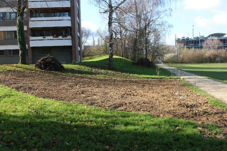  Hier wird im Verlauf des nächsten Jahres eine Wildblumenwiese entstehen